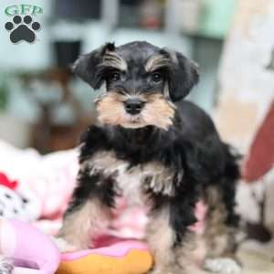 Noah, Miniature Schnauzer Puppy
